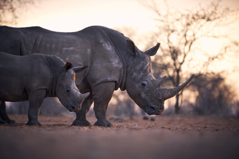 Aru 4 768x512