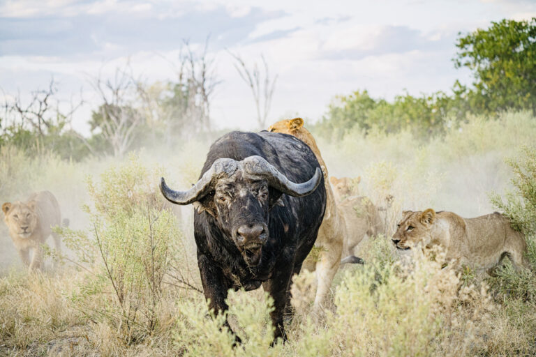 Johan Calitz Safaris 1 768x512