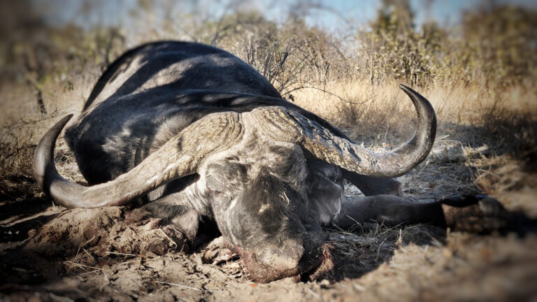 Johan Calitz Safaris 4 768x432