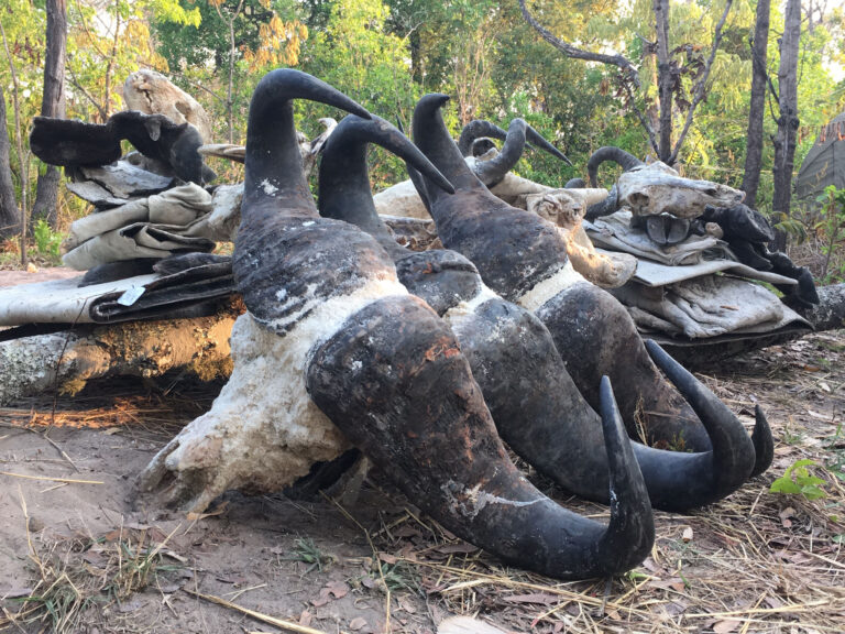 Spear Safaris 5 768x576