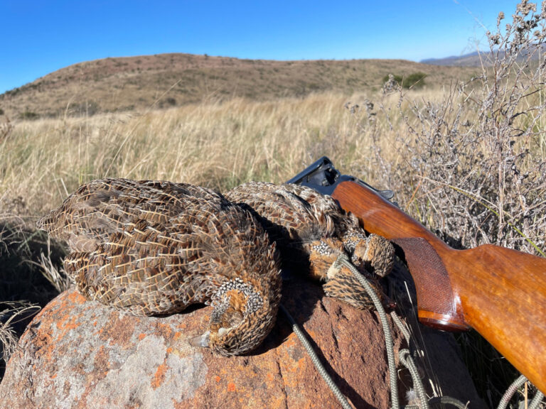 Bushcat Safaris 12 768x576